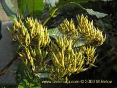 Image of Caldcluvia paniculata (Tiaca/Triaca/Quiaca)